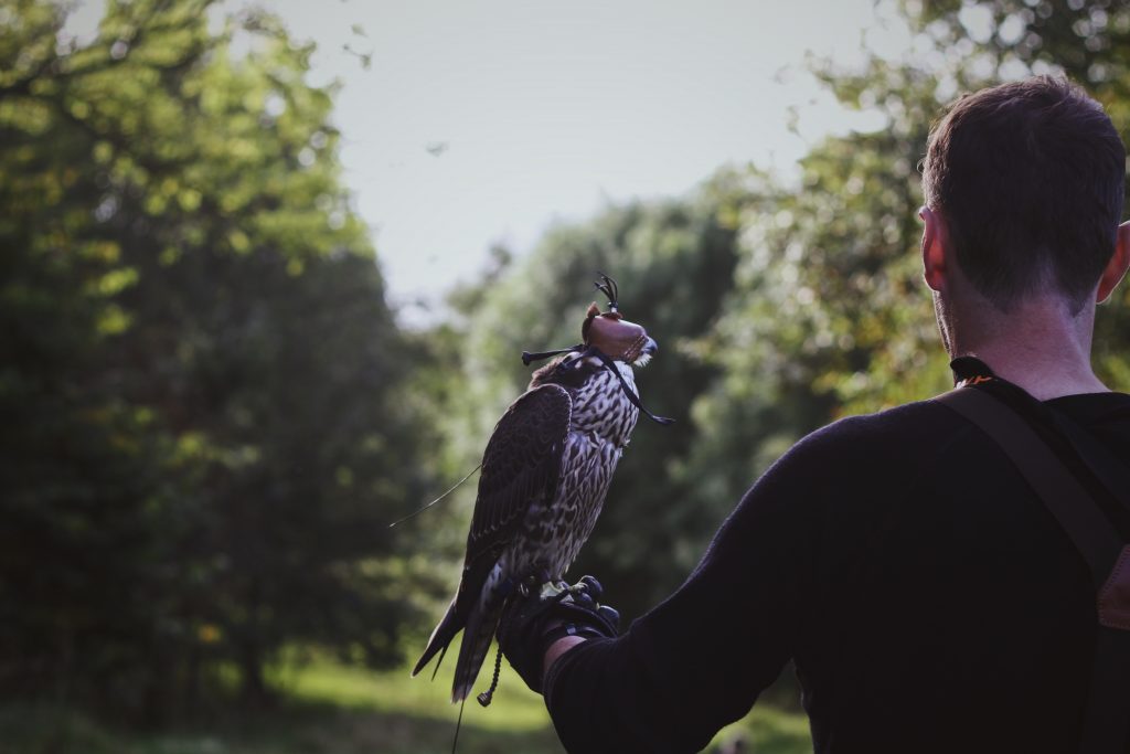 Private Falconry Experience in the Lake District WITH A man holding a falcon at lake district falconry