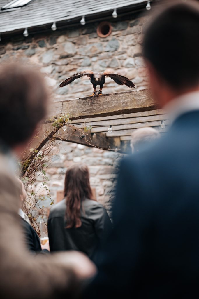 harris hawk flying 