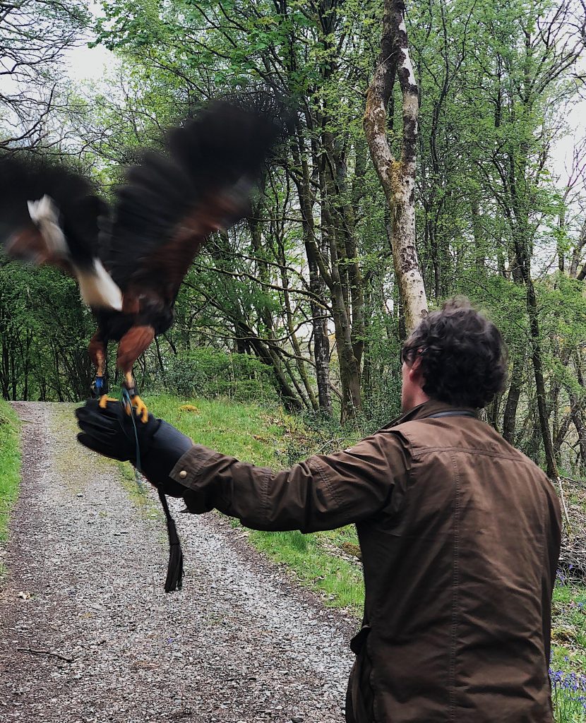 harris hawk flying 